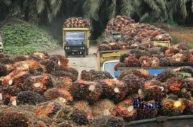 ILO: Pekerja Perempuan di Kebun Sawit dan Perikanan…